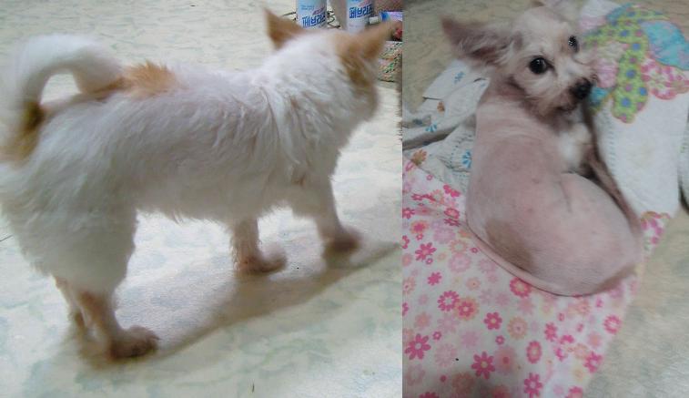 인천 부평구 부개2동에서 실종된 두치 찾아주세요 ..