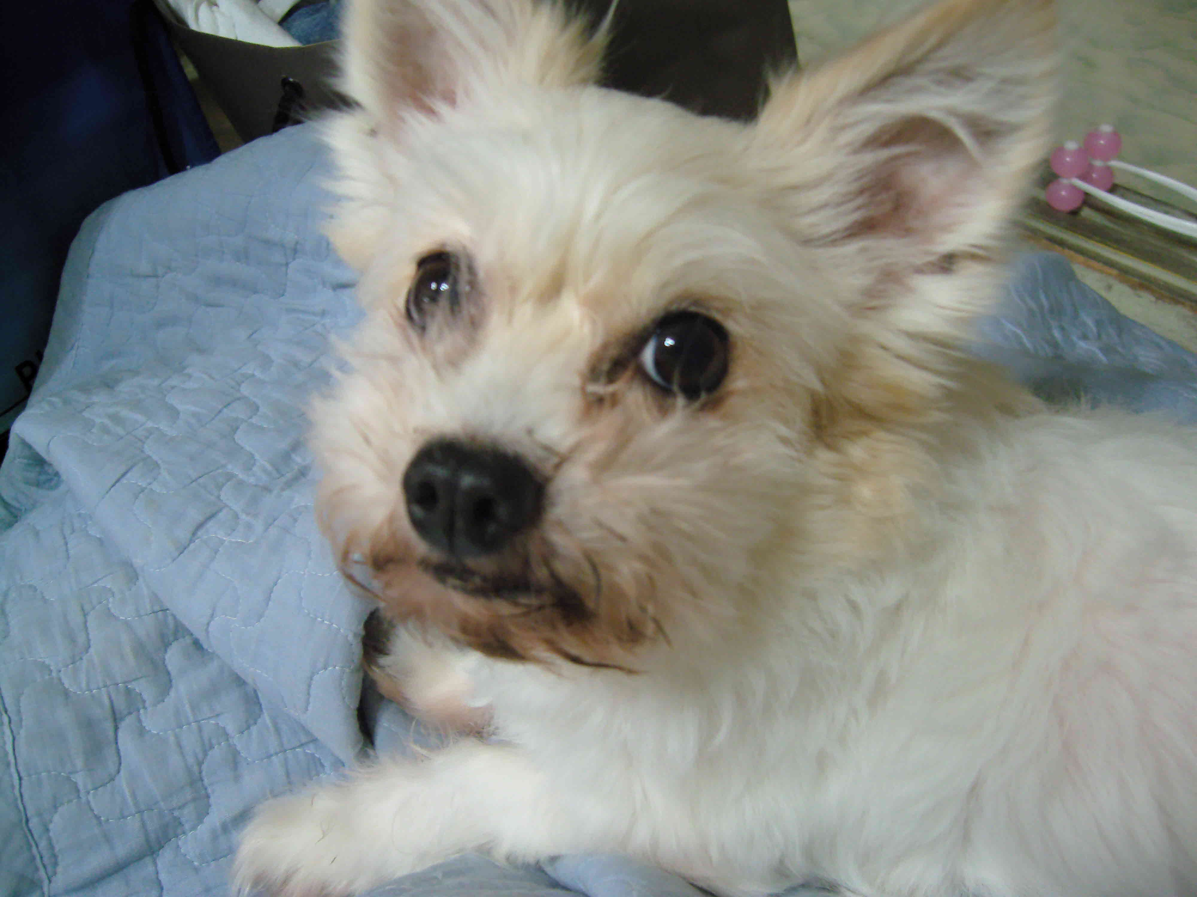 인천 부평구 부개2동에서 실종된 두치 찾아주세요 ..