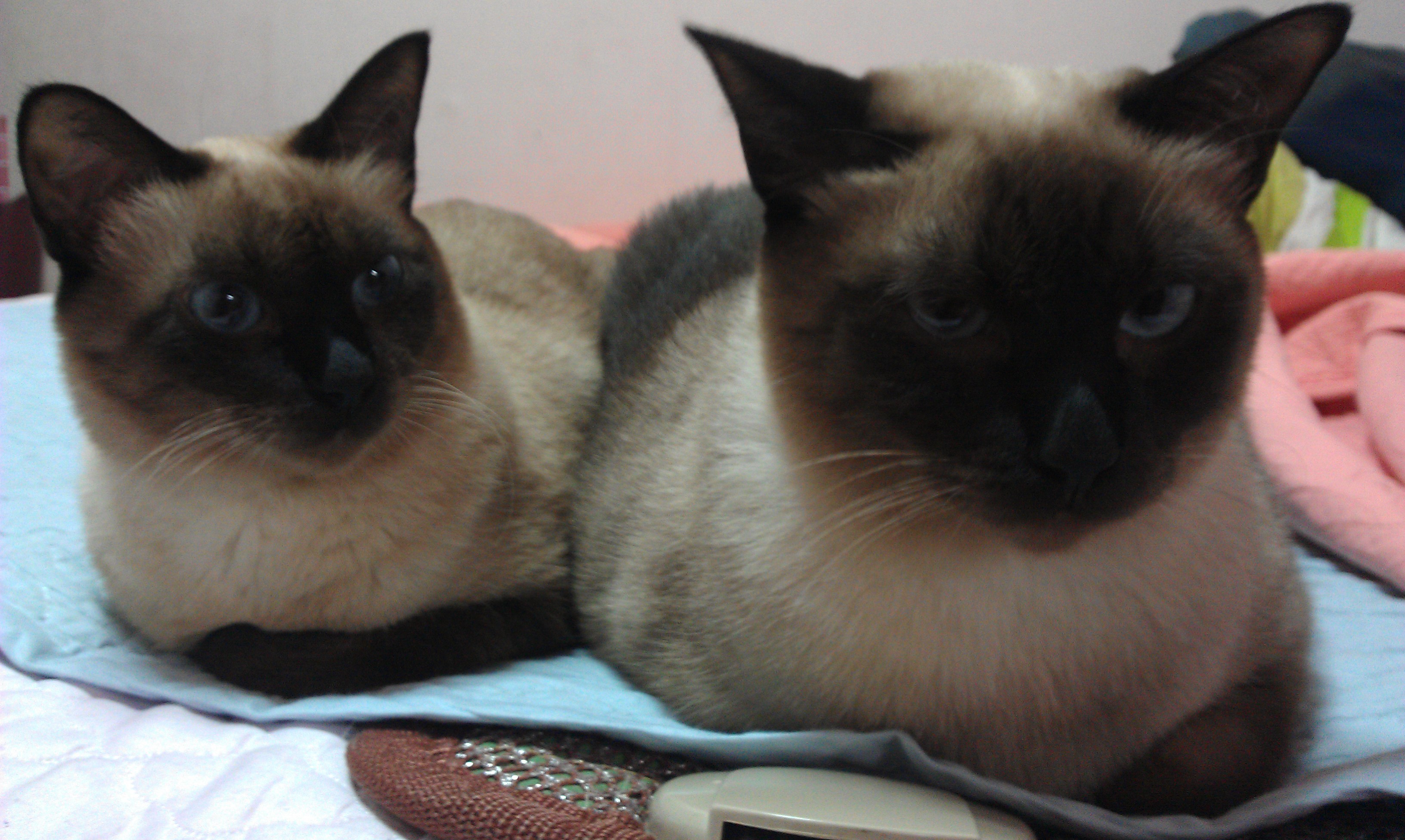 서울시 논현동에서 잃어버린 블루를 찾습니다