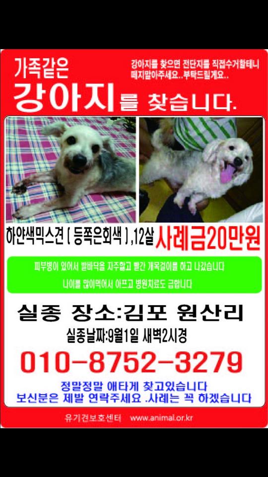 (김포) 우리낭돌이좀찾아주세요!ㅜㅜ