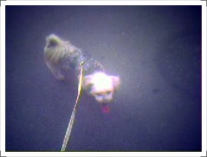 (김포) 우리낭돌이좀찾아주세요!ㅜㅜ