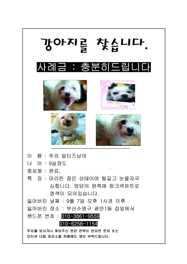 [광안리] 말티즈 남아 뚜치를 찾습니다. 