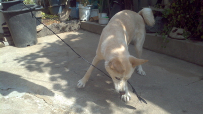 서울시 마포구 성산동 방글이를 찾아주세요 믹스견 