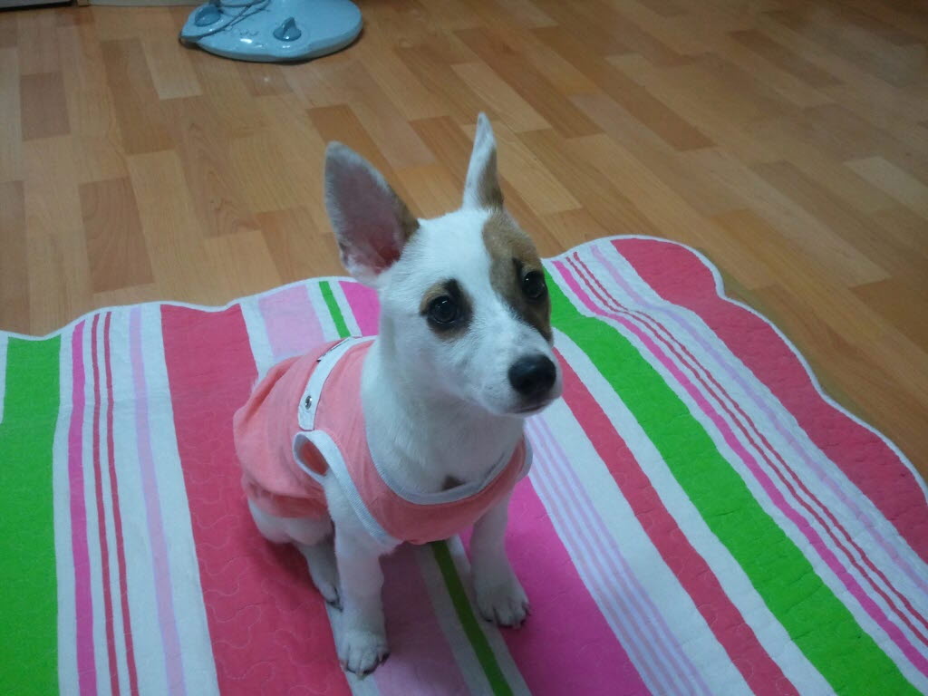 누리를 찾아주세요..누리야 어딨니??보고싶어...