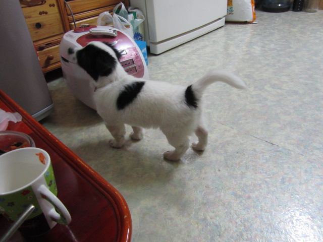 경기도 사능/검정흰색섞인 믹스견/1살/남아 찾습니다