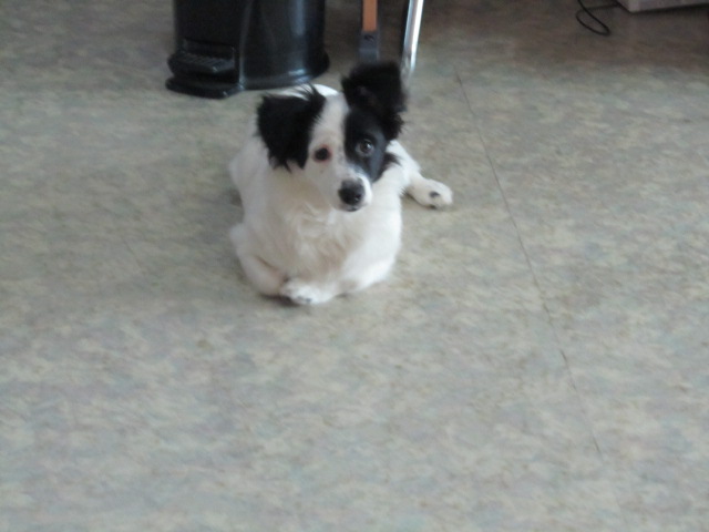 경기도 사능/검정흰색섞인 믹스견/1살/남아 찾습니다