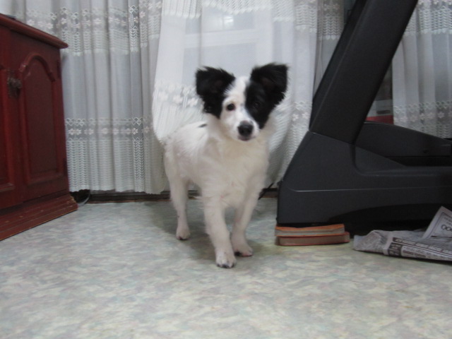 경기도 사능/검정흰색섞인 믹스견/1살/남아 찾습니다