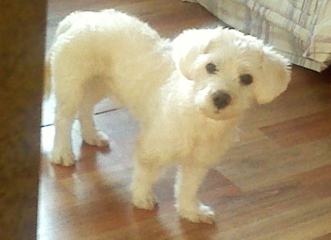 서울시 관악구 중앙동에서 몽글이를 찾아요...