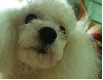 경기도 구리시 교문동에서 잃어버린 강아지를 찾습니다.