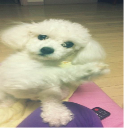 경기도 구리시 교문동에서 잃어버린 강아지를 찾습니다.