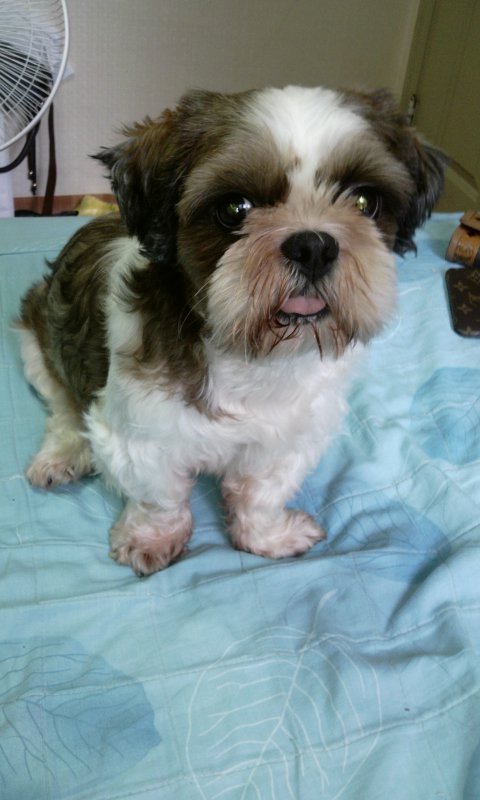 서울/금호동 시츄(남아)찾습니다