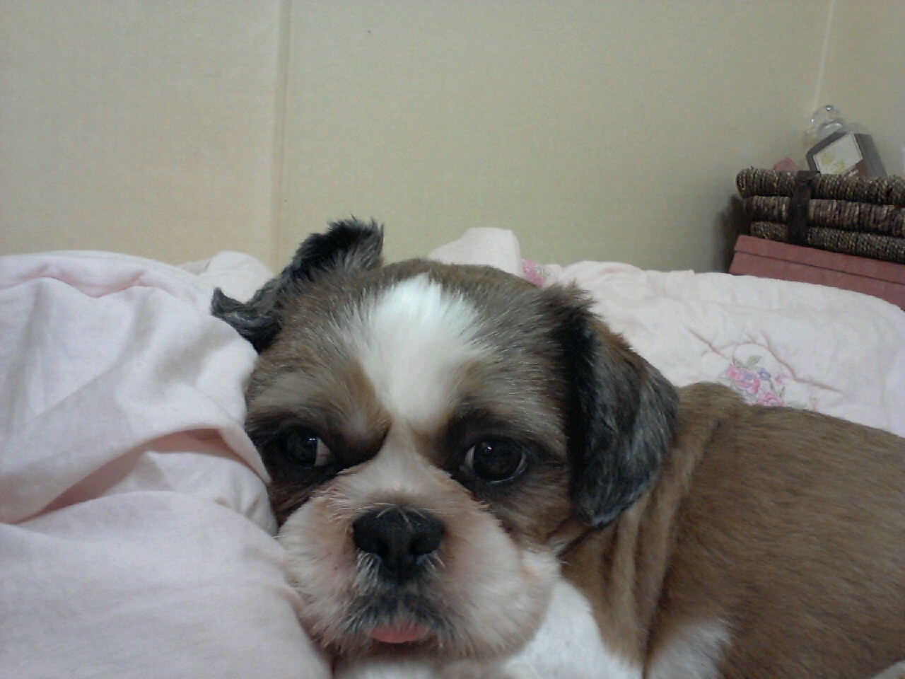 서울/금호동 시츄(남아)찾습니다