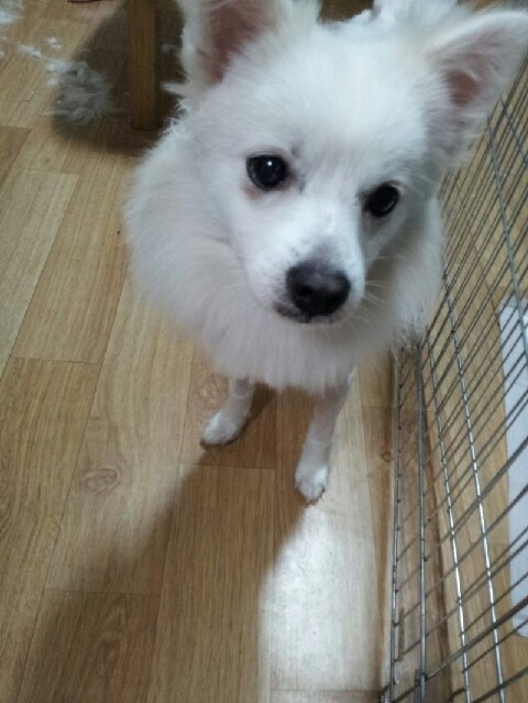 [부산] 스피츠 10개월 남아 / 9.23일 일요일 실종 