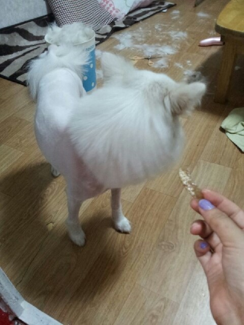 [부산] 스피츠 10개월 남아 / 9.23일 일요일 실종 