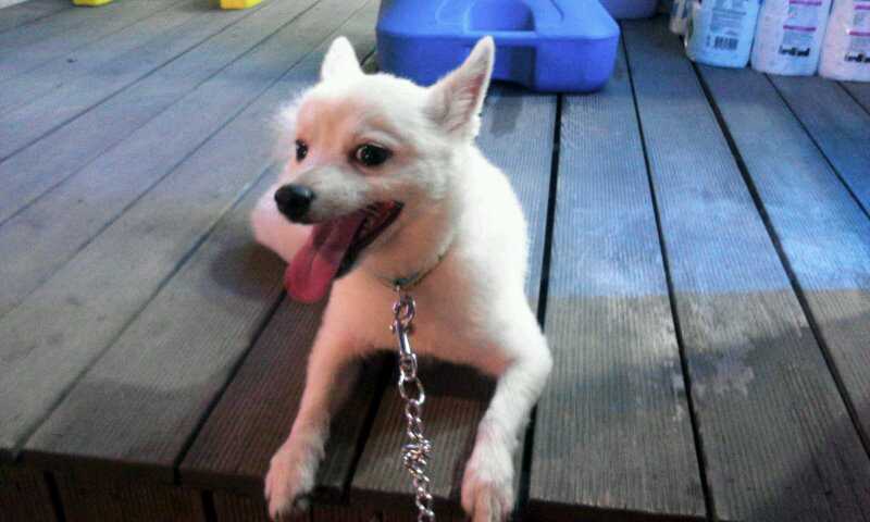 <서대문 북가좌동>스피츠 우유 찾아주세요