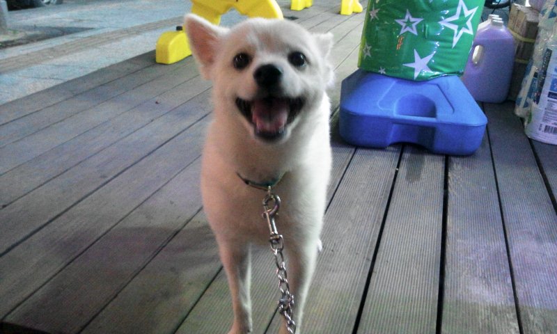 <서대문 북가좌동>스피츠 우유 찾아주세요