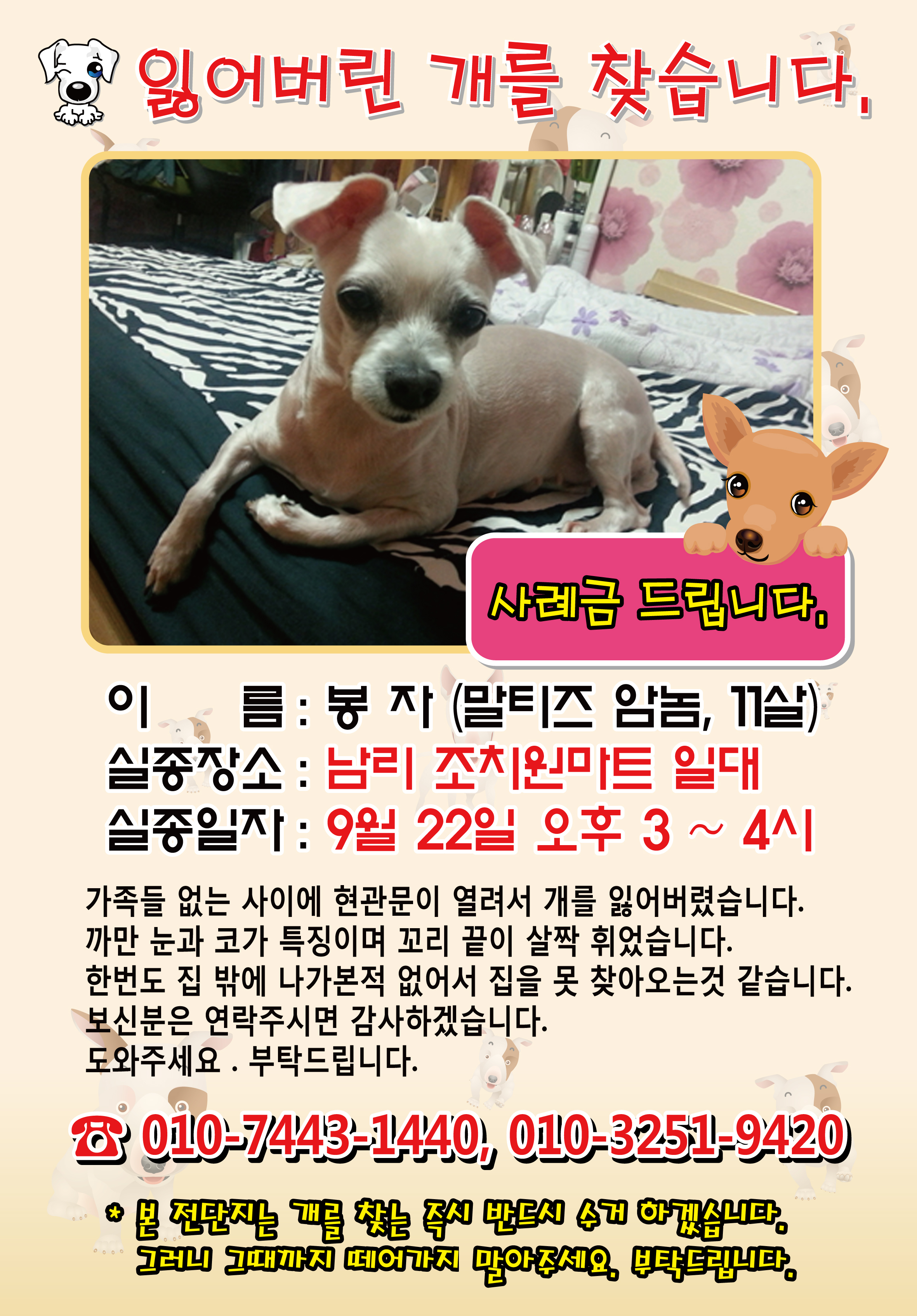 세종시 조치원읍, 실종된 말티즈를 찾아요!!