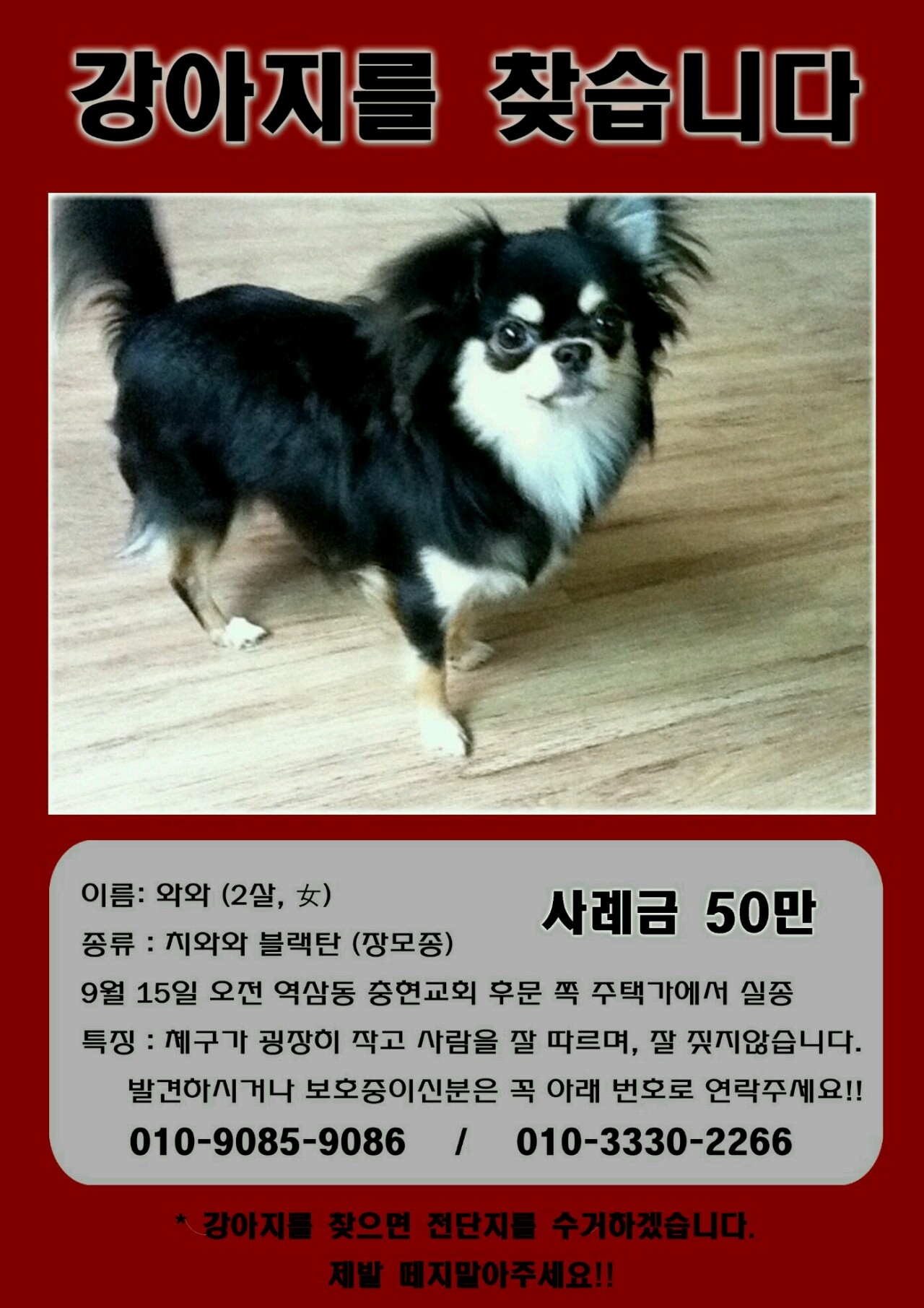 강남역삼 장모치와와블랙탄