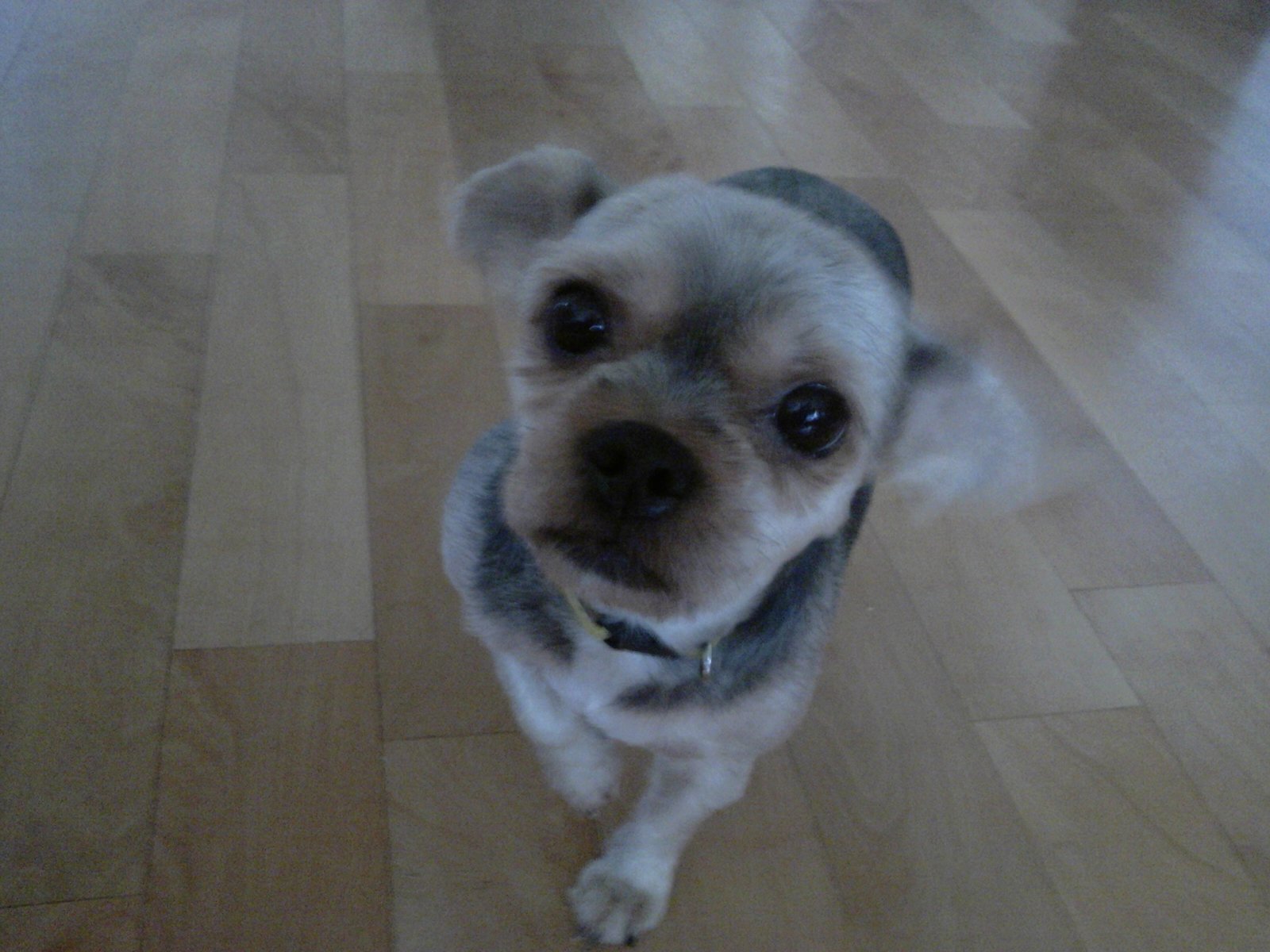 요크셔 암컷 6살 찾아요