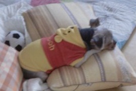 요크셔 암컷 6살 찾아요