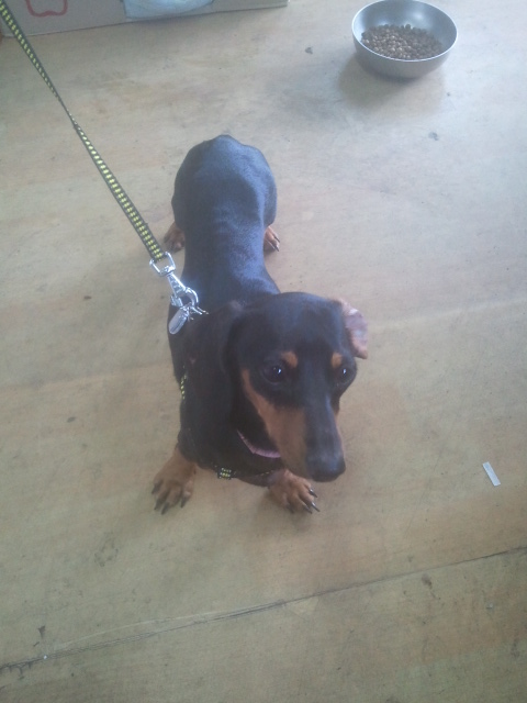 주인을 찾아요!~닥스훈트 여아 보호중