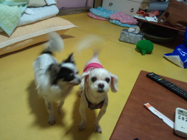 멍이를 찾습니다 보신분 꼭 꼭 연락 주십시오