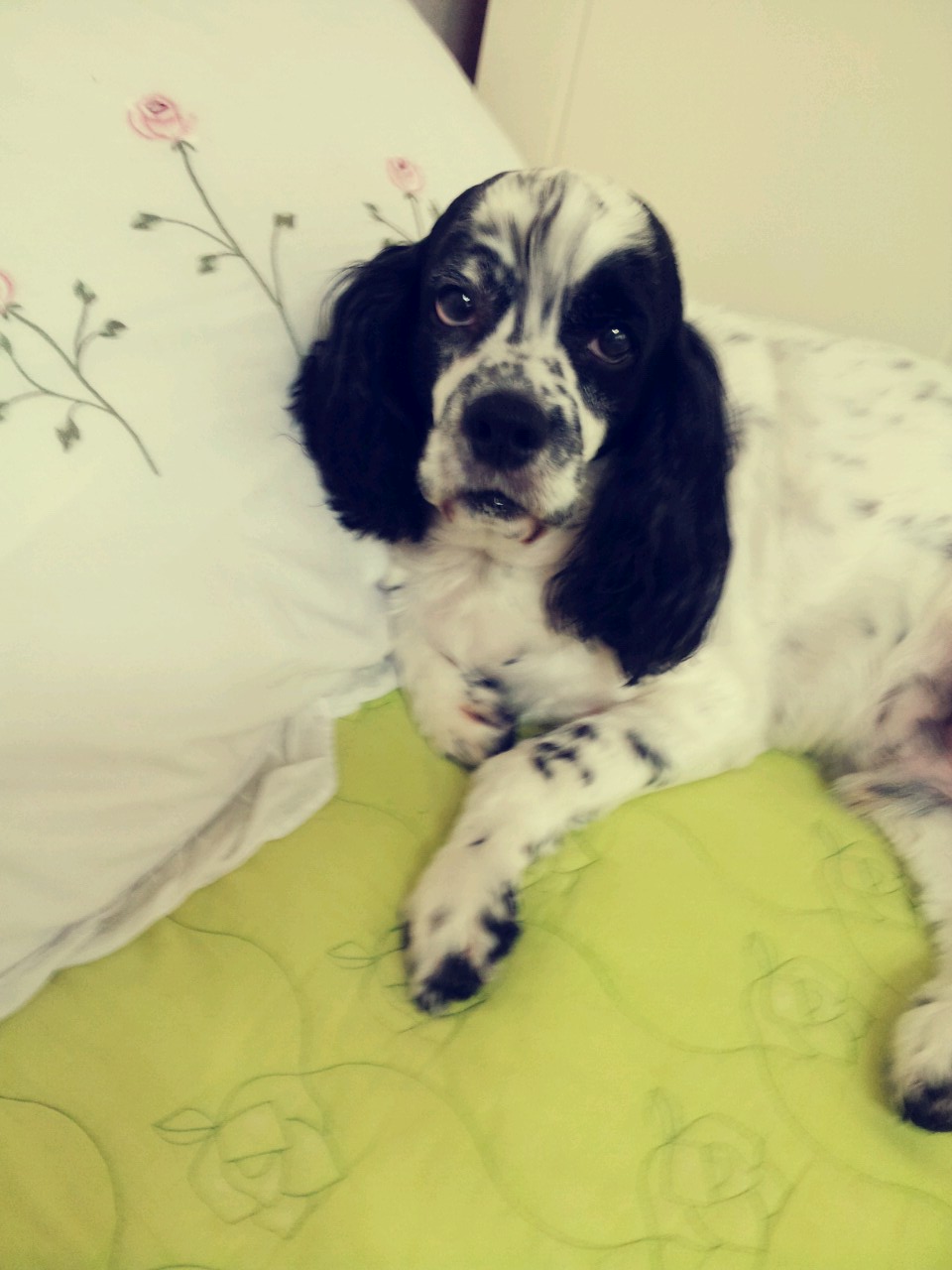 신월동에서 분실한 우리 딩크를 애타게 찾습니다. 사례하겠습니다. 30만원