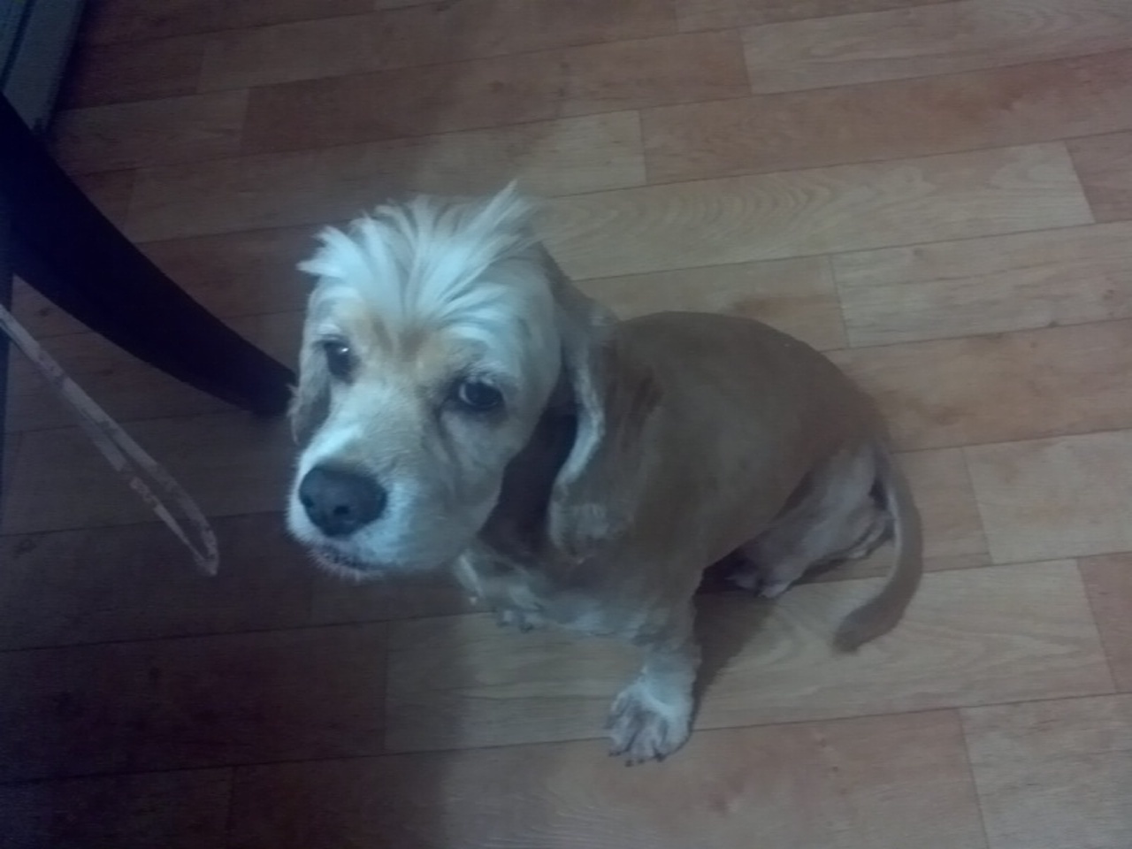 (부산)코카스파니엘 찾아요