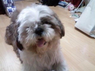 2012.9.29 저녁 서울 관악구 신림6동 동사무소앞 -시츄 8세 남자아이(쏨쏨) 찾아요. <사례금 50만>