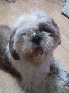 2012.9.29 저녁 서울 관악구 신림6동 동사무소앞 -시츄 8세 남자아이(쏨쏨) 찾아요. <사례금 50만>