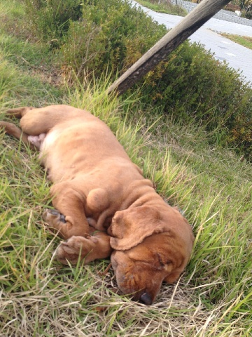 2012.10.1(추석연휴마지막날) 구로구 천왕동 갈색코카스파니엘 믹스 주인 찾습니다.