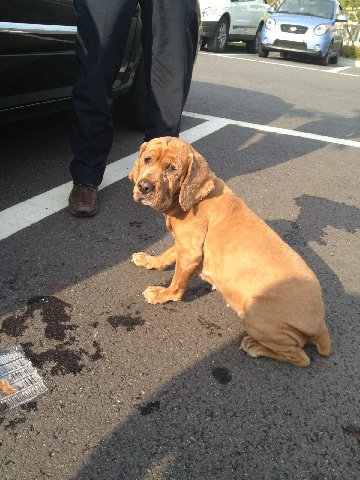 2012.10.1(추석연휴마지막날) 구로구 천왕동 갈색코카스파니엘 믹스 주인 찾습니다.