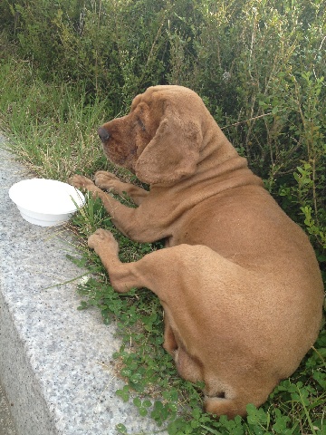 2012.10.1(추석연휴마지막날) 구로구 천왕동 갈색코카스파니엘 믹스 주인 찾습니다.