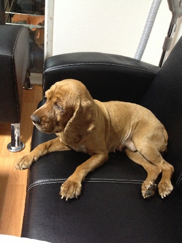 2012.10.1(추석연휴마지막날) 구로구 천왕동 갈색코카스파니엘 믹스 주인 찾습니다.