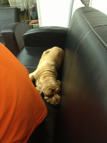 2012.10.1(추석연휴마지막날) 구로구 천왕동 갈색코카스파니엘 믹스 주인 찾습니다.