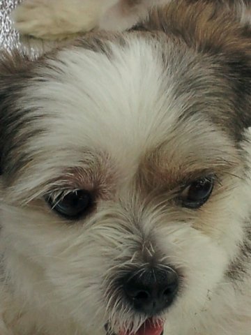 우리 삼순이 찾아주세요