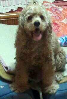 코카남아 - 안양시 덕천마을 철거지역에서 잃어버렸어요 ㅠㅠ