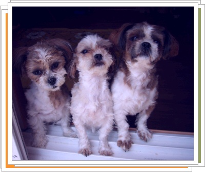 우리 아가들 찾아주세요.