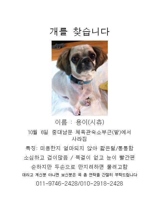 경기도 안성 시츄남아를 찾습니다.