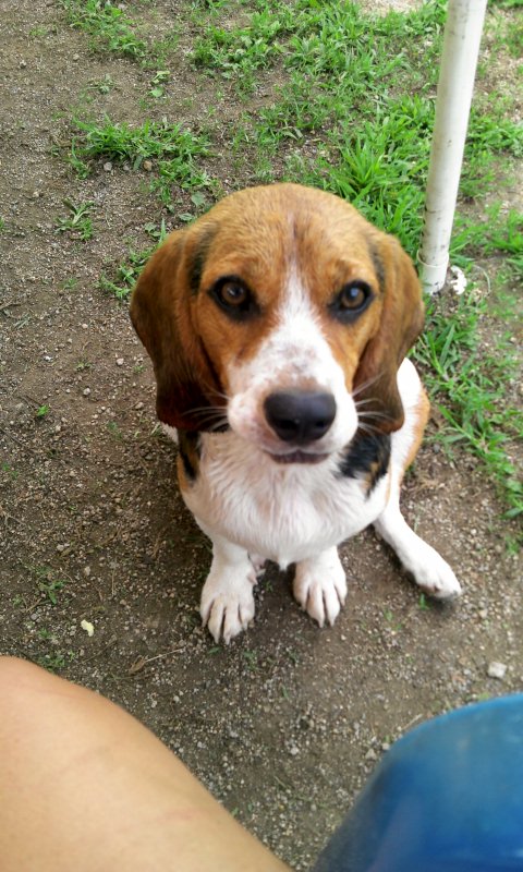 비글남아찾아요