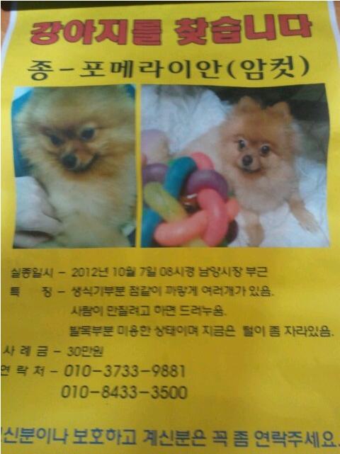 구리시에서 잃어버린 포메라니안을 찾습니다.