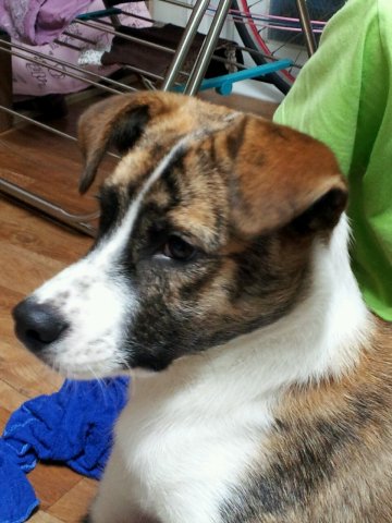 강아지를 찾습니다.