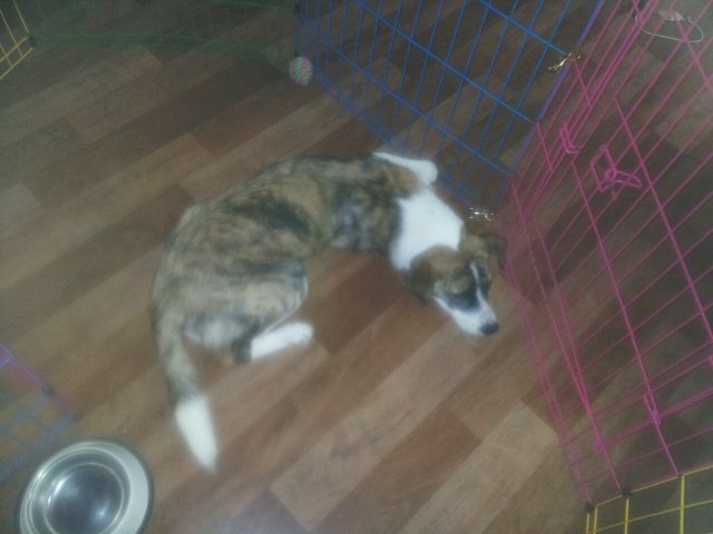 강아지를 찾습니다.