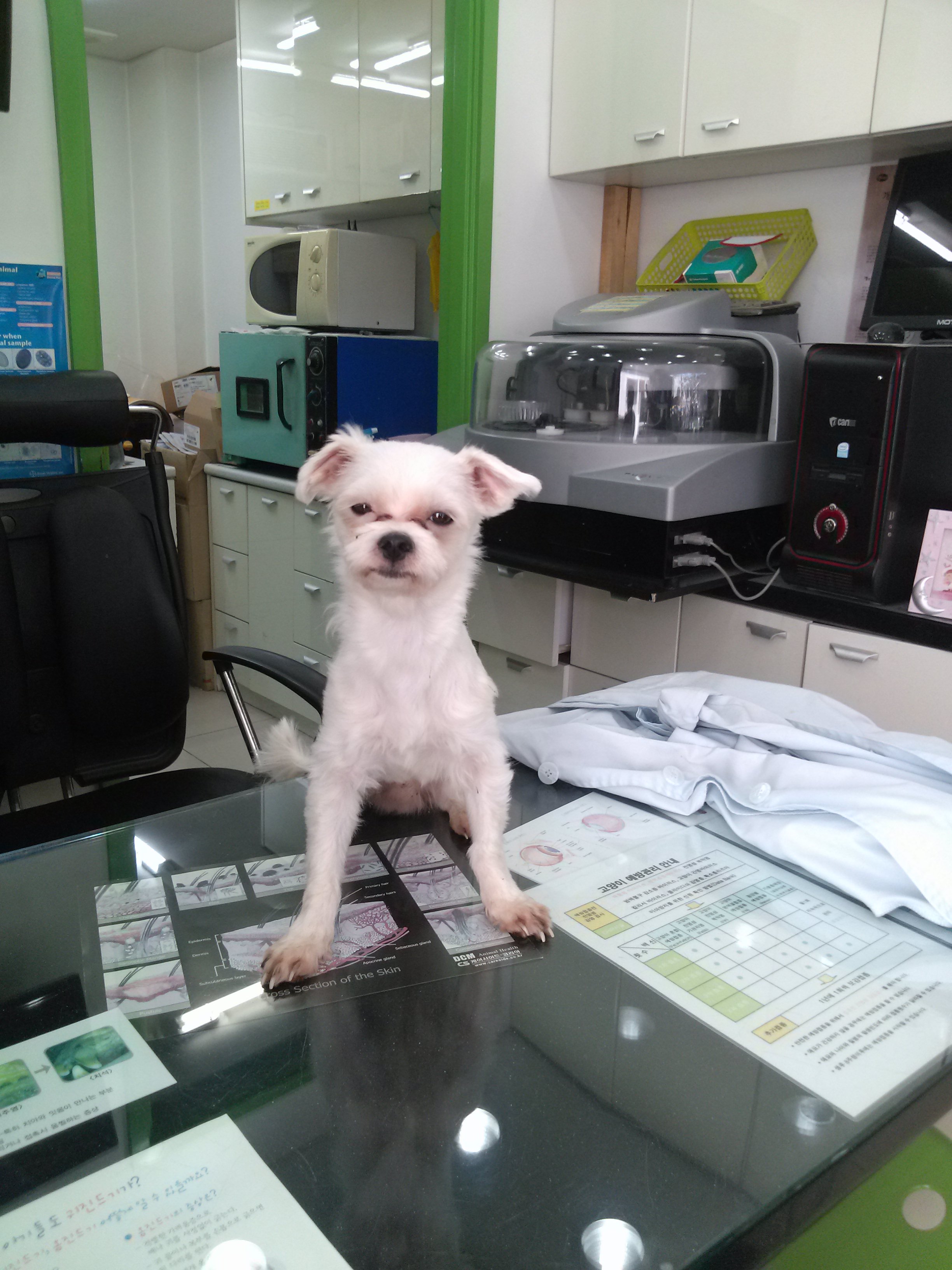 10/8 월요일 관악구 미성동(신림11동) 에서 발견한 말티즈 수컷 입니다.