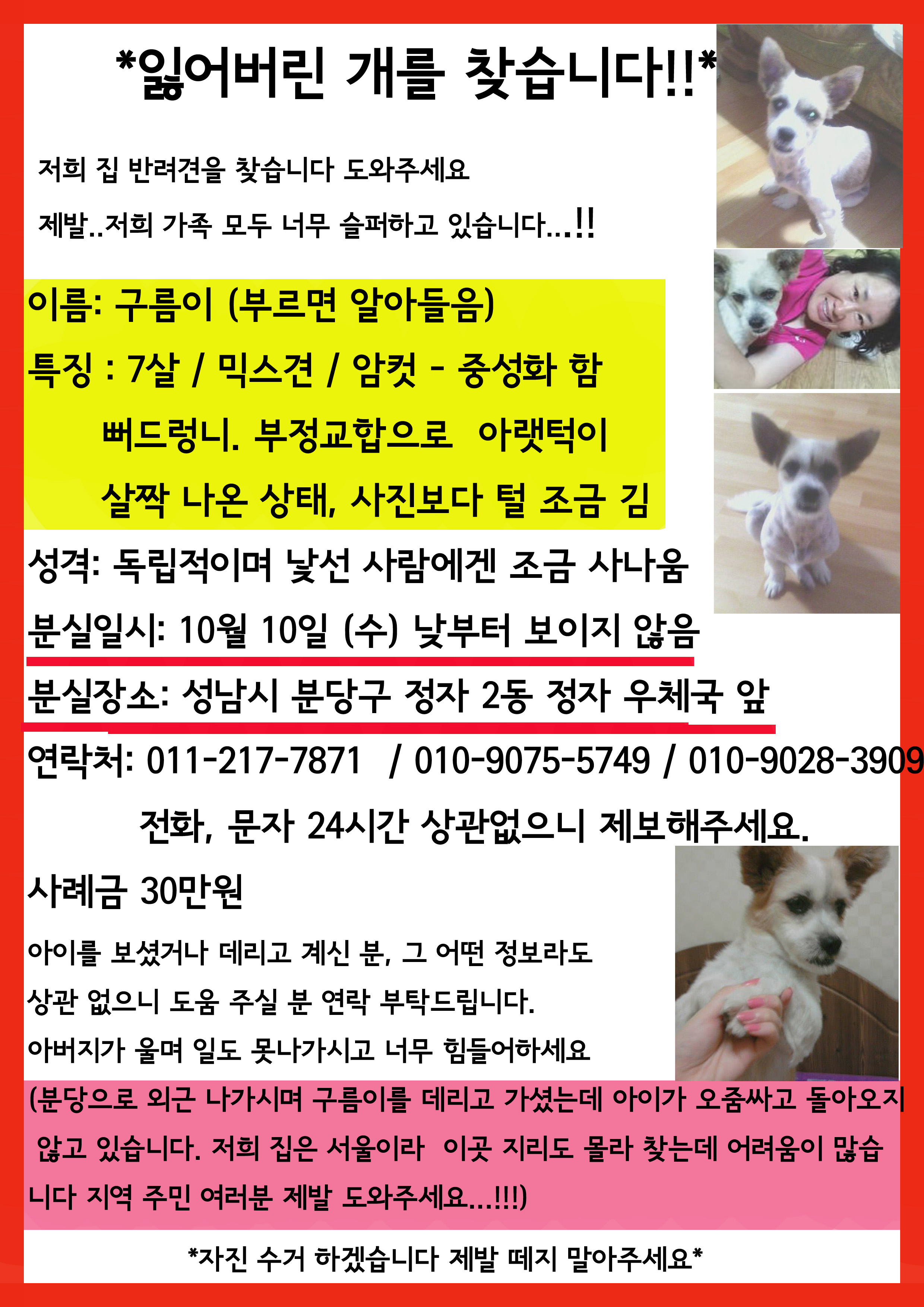 성남시 분당구 정자 2동에서 분실한 믹스견을 찾습니다