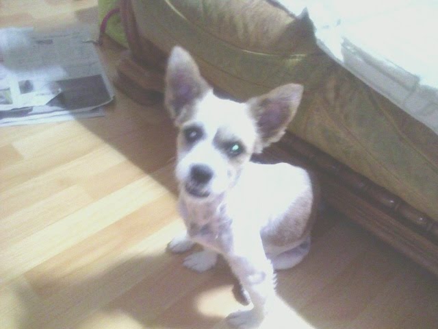 성남시 분당구 정자 2동에서 분실한 믹스견을 찾습니다