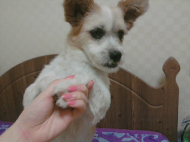 성남시 분당구 정자 2동에서 분실한 믹스견을 찾습니다