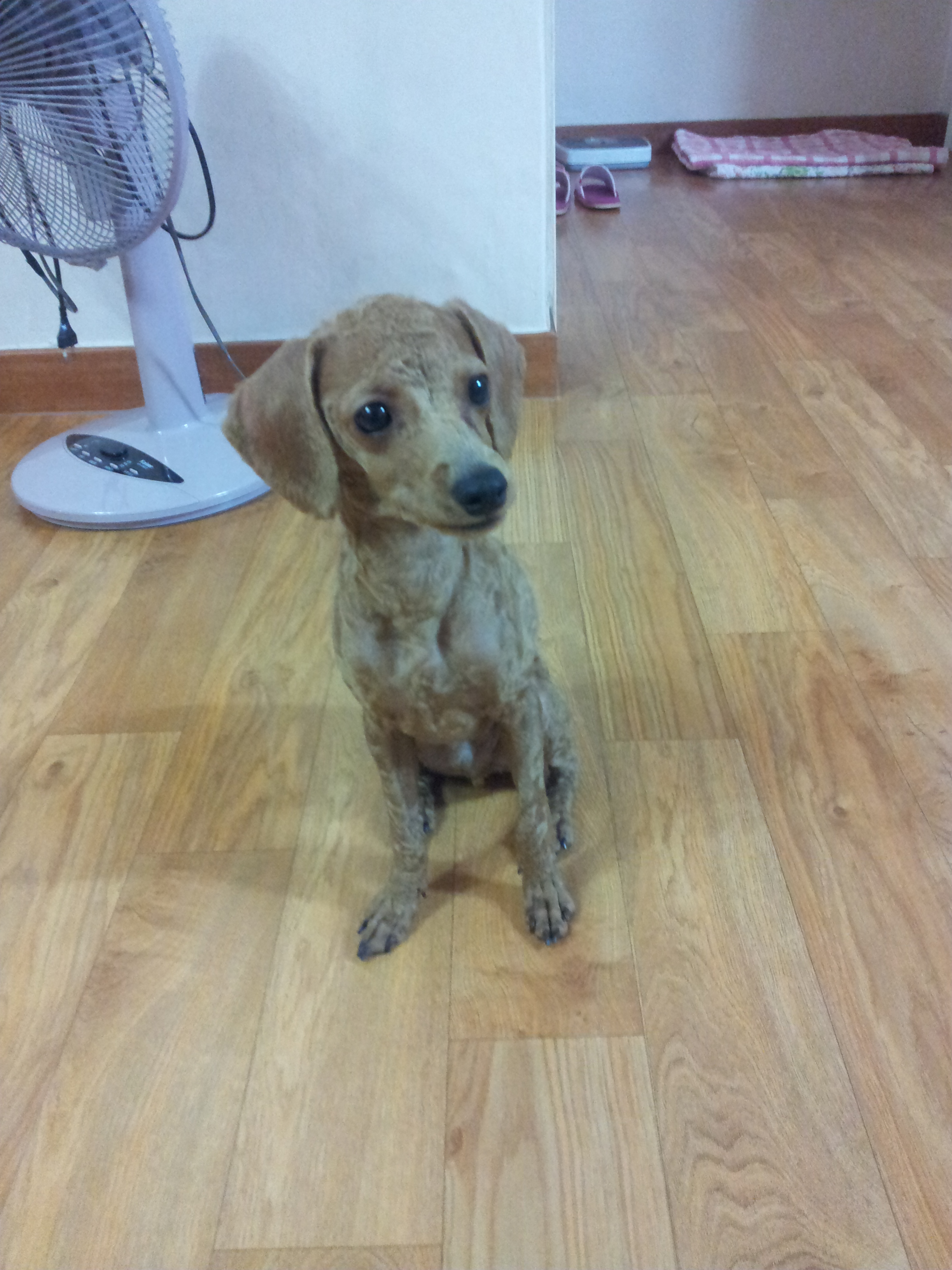 경기도 시흥시 정왕동 푸들남아 찾아요