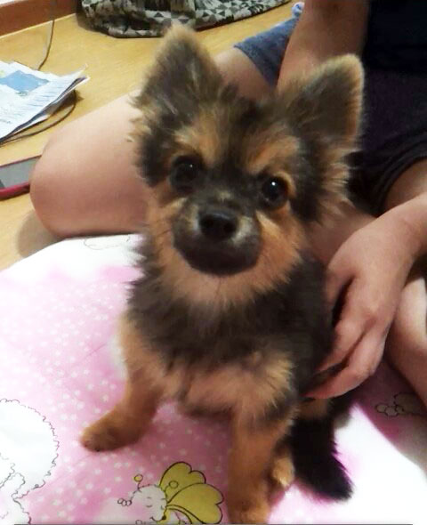 팡팡이(치와와믹스,수컷)을 찾습니다