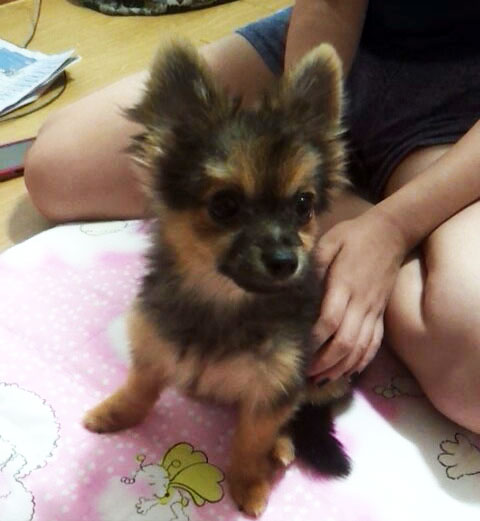 팡팡이(치와와믹스,수컷)을 찾습니다